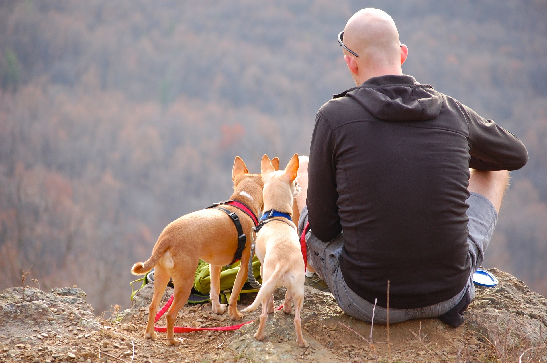 Man sitting on cliff with two small dogs