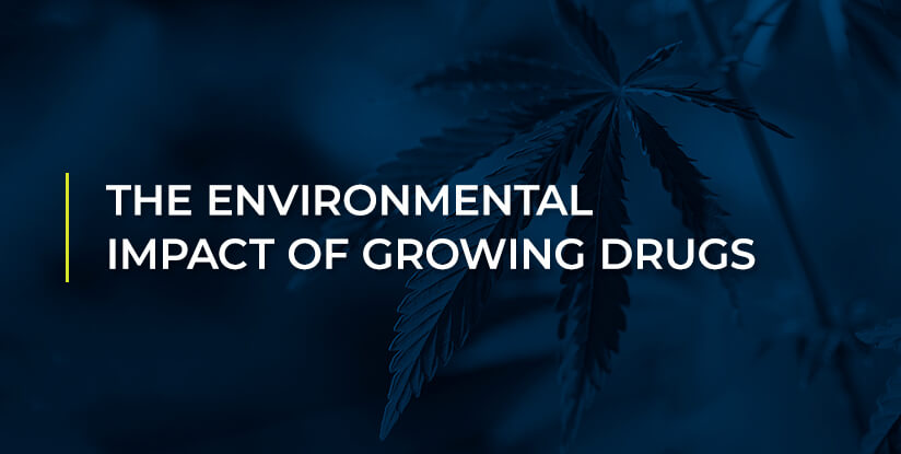 Environmental Impact of Growing Drugs Graphic