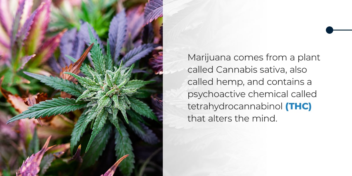What Is Marijuana?